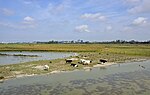 Miniatuur voor Polders (Natura 2000)