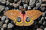 Thumbnail for File:Owl moth (Automeris belti belti).jpg