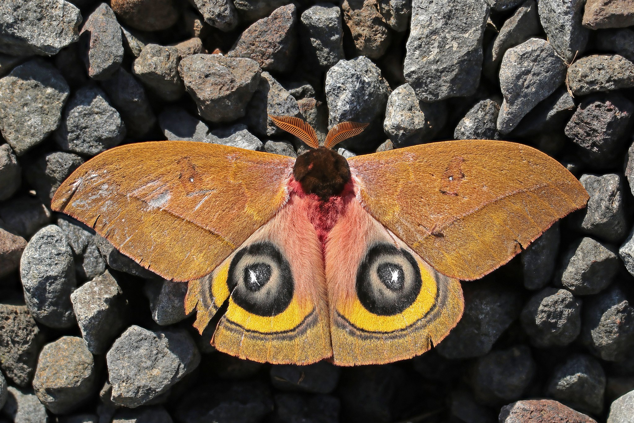 Owl moth (Automeris belti belti)