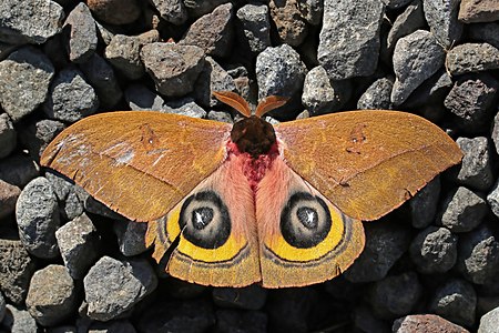 Automeris belti (Owl moth)