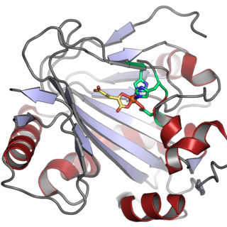 <span class="mw-page-title-main">Phytanoyl-CoA dioxygenase</span> Class of enzymes