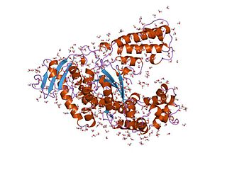 <i>Taq</i> polymerase Thermostable form of DNA polymerase I used in polymerase chain reaction