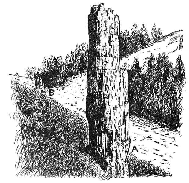 File:PSM V43 D318 Petrified stumps near yancey east of mammoth springs.jpg