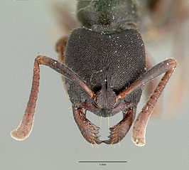 Pachycondyla scobina