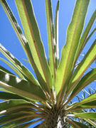 Pachypodium geayi