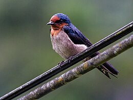 Pacific Swallow (14180964491).jpg