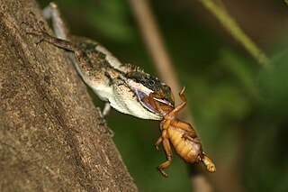 <i>Calotes ceylonensis</i> Species of lizard