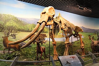 <i>Palaeoloxodon naumanni</i> Extinct species of elephant native to Japan
