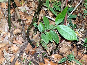 Palmeria scandens juvenile.jpg