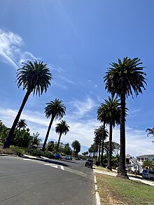 Century-old Canary Island palms of the Mar Vista Oval District Palms, Mar Vista Oval District.jpg