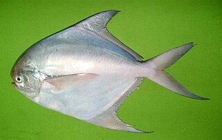 <i>Pampus argenteus</i> Species of fish