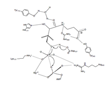 Fig. 3 Proposed catalytic mechanism for PanK-II Pantothenate Kinase mechanism.png