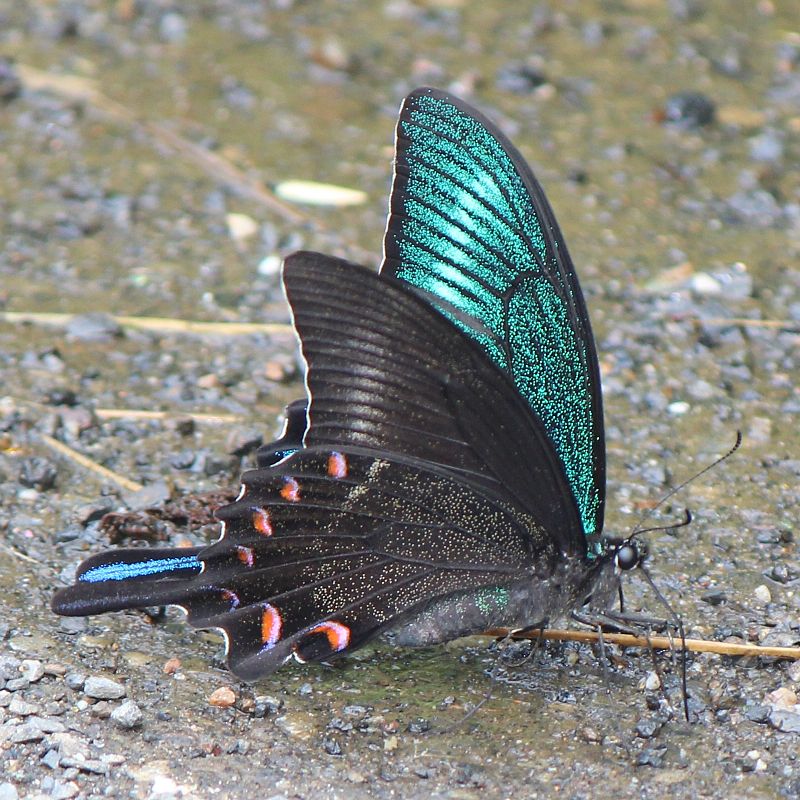 File:Papilio maackii a1.JPG - Wikimedia Commons