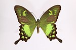 Thumbnail for Papilio neumoegeni