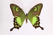 Papilio neumoegeni Yale Peabody museum.jpg