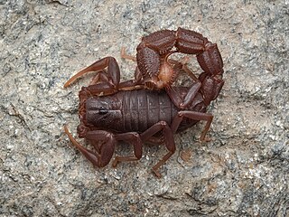 <i>Parabuthus transvaalicus</i> Species of scorpion