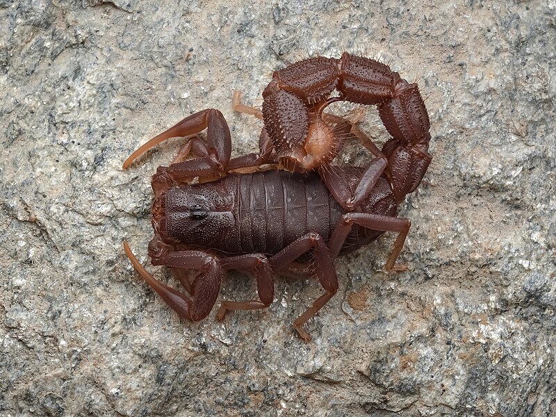 parabuthus transvaalicus sting