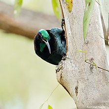 Paradise riflebird pauses for a brief moment while searching for insects Paradise Riflebird pauses for a brief moment while searching for insects.jpg