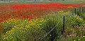 Papaver umbonatum, Israel