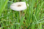 Miniatura para Parasola plicatilis