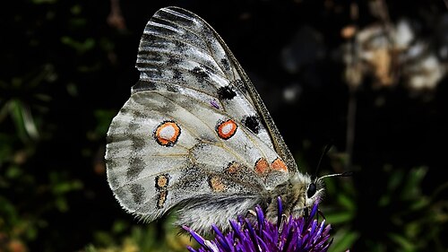 Parnassius apollo imago