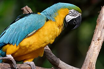 Alligator Farm in Florida, US