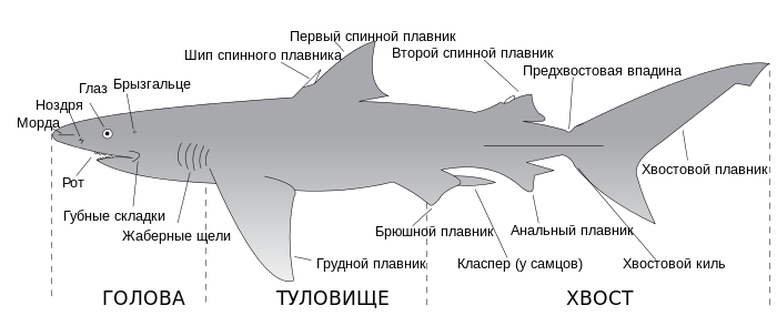 Parts of a shark ru.svg