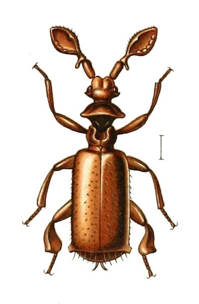 File:Paussus armicollis.jpg