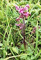 Pedicularis ornithorhyncha (birds beak lousewort ) (7975215474).jpg