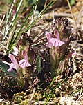 Miniatura para Pedicularis sylvatica