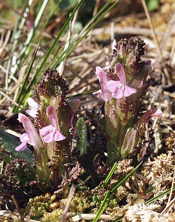 Heidekartelblad