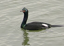 Pelagic Cormorant.jpg