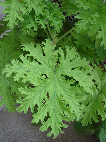 Растения с резными. Пеларгония Полистар. Austriana пеларгония. Pelargonium Roseum. Герань Pelargonium Roseum.