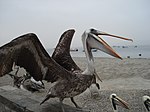 Pelican at Paracas - panoramio.jpg