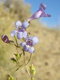 <i>Penstemon gibbensii</i> Species of flowering plant
