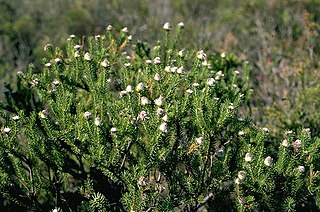 <i>Petrophile scabriuscula</i> Species of shrub endemic to Western Australia