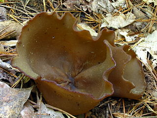 <i>Peziza phyllogena</i> Species of fungus