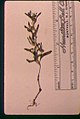 Phacelia minutissima herbarium specimen in SW Idaho.jpg