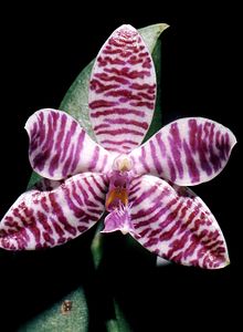 Phalaenopsis lueddemanniana Orchi 112.jpg