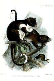 Herbert River ringtail possum Species of marsupial