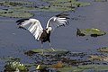 * Nomination Pheasant-tailed jacana (Hydrophasianus chirurgus) --Charlesjsharp 10:13, 2 April 2022 (UTC) * Promotion  Support Good quality. --Tagooty 11:18, 2 April 2022 (UTC)