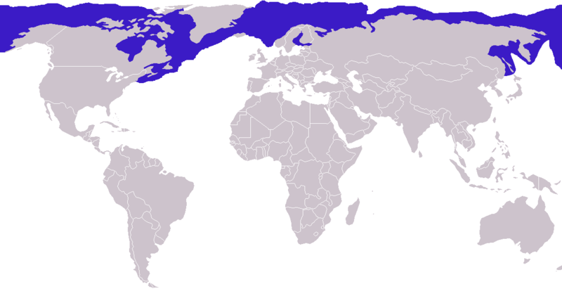 File:Phoca hispida distribution.png