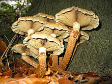 View of gills and stems Pholiota squarrosa JPG2.jpg