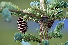 Sektion Picea Serie Glaucae: Weiß-Fichte (Picea glauca)