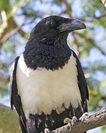 Огромные черные птицы. Corvus Albus. Африканский Пегий ворон. Белогрудый ворон. Карликовый ворон.