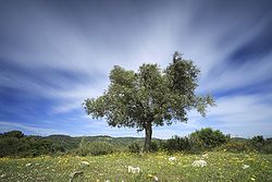 אקלים ים-תיכוני: סיווג על פי שיטת קפן, תפוצה גאוגרפית, גורמי השפעה עיקריים