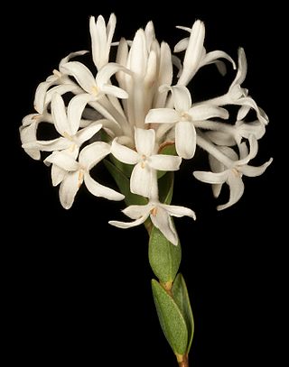 <i>Pimelea preissii</i> Species of flowering plant