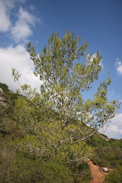 File:Pinus halepensis Judea.jpg