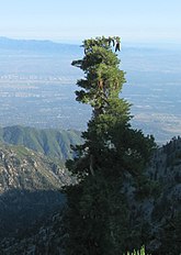 Tree, Cucamonga Wilderness, California