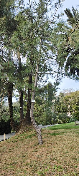 File:Pinus wallichiana, pino dell'Himalaya.jpg